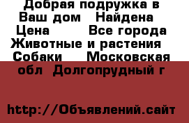 Добрая подружка,в Ваш дом!!!Найдена › Цена ­ 10 - Все города Животные и растения » Собаки   . Московская обл.,Долгопрудный г.